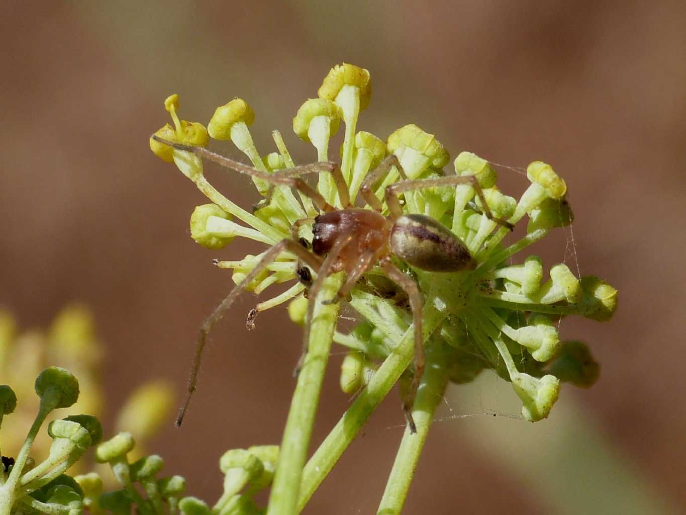 Cheiracanthium cf. pennatum - Santa Teresa Gallura (OT)